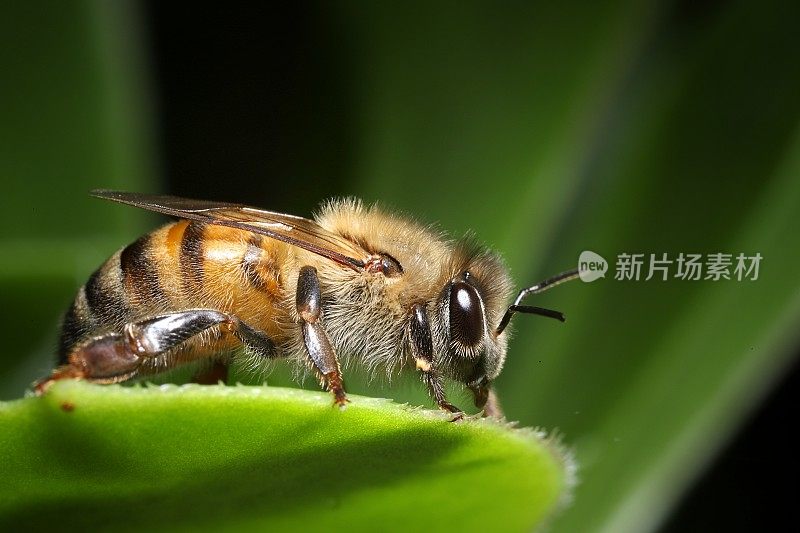 可爱的毛茸茸的蜜蜂(Apis mellifera)特写